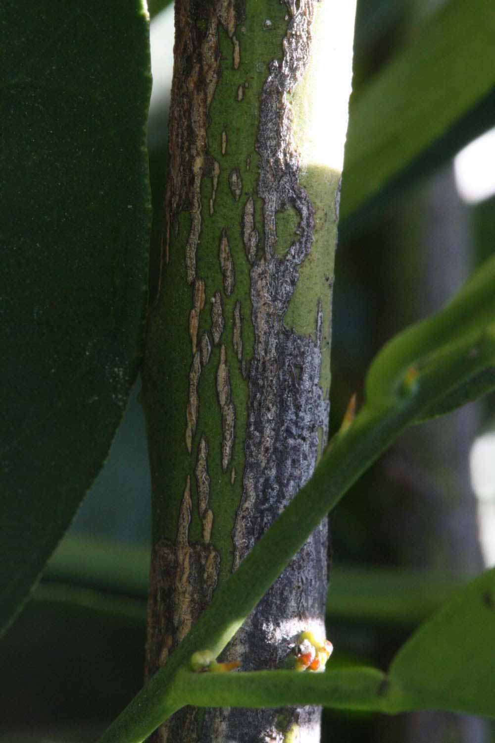              Second - third year twig (Riverside, CA)       